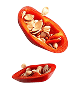 chilli